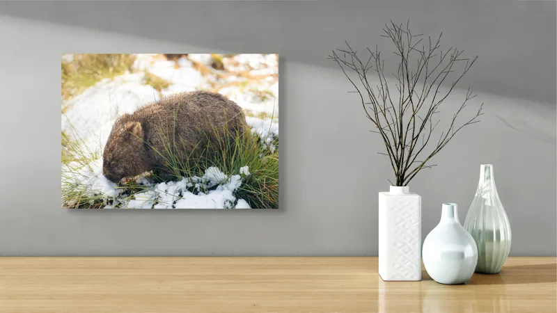 Tablou Canvas, "Wombat explorând zăpada și iarba", 54 x 39 cm – poza 3