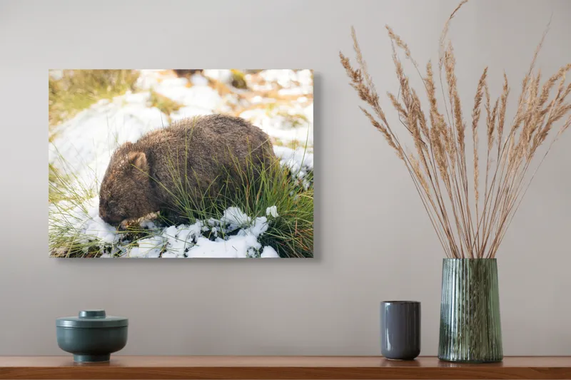 Tablou Canvas, "Wombat explorând zăpada și iarba", 54 x 39 cm – poza 4