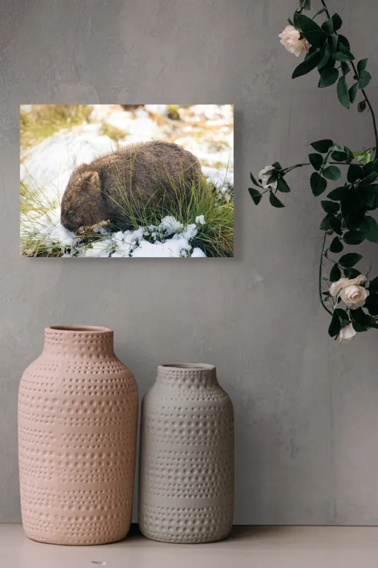 Tablou Canvas, "Wombat explorând zăpada și iarba", 54 x 39 cm – poza 8
