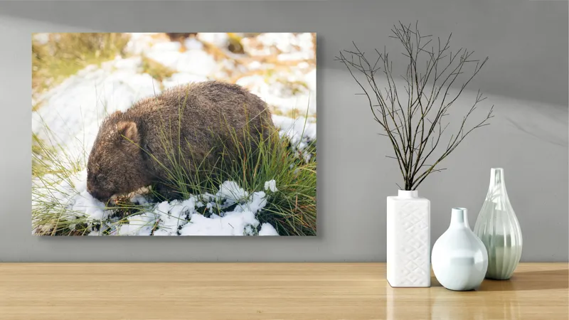 Tablou Canvas, "Wombat explorând zăpada și iarba", 70 x 50 cm – poza 3