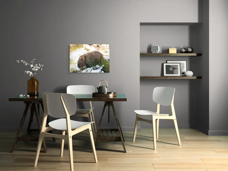 Tablou Canvas, "Wombat explorând zăpada și iarba", 70 x 50 cm – poza 5