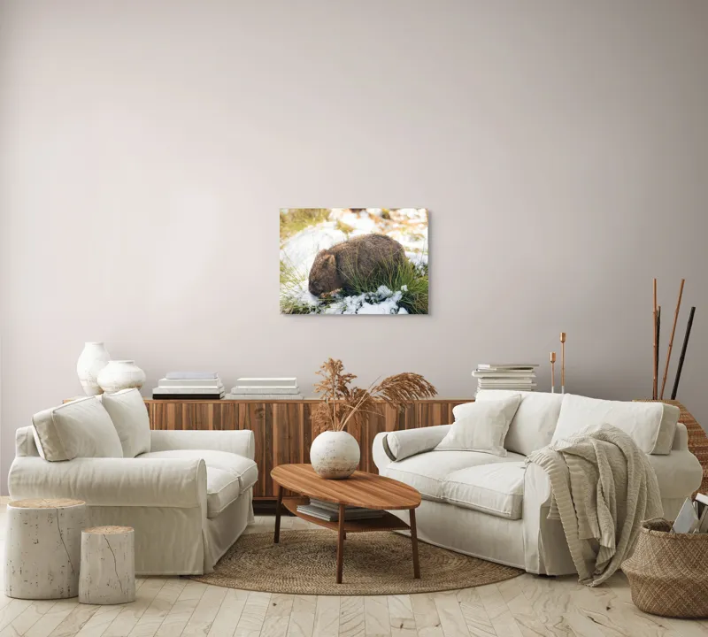 Tablou Canvas, "Wombat explorând zăpada și iarba", 70 x 50 cm – poza 6