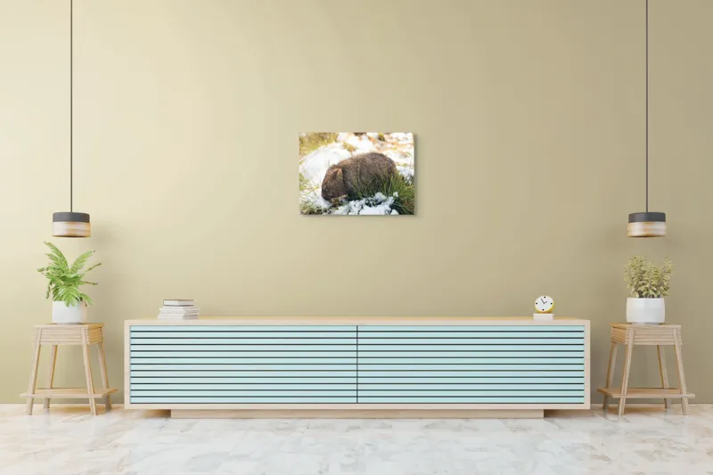 Tablou Canvas, "Wombat explorând zăpada și iarba", 70 x 50 cm – poza 7