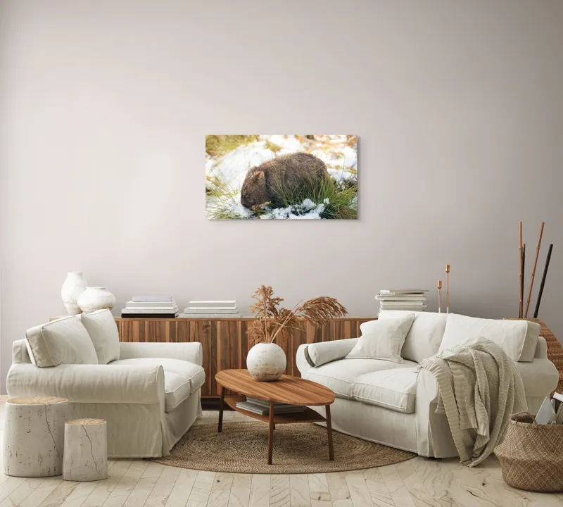 Tablou Canvas, "Wombat explorând zăpada și iarba", 90 x 50 cm – poza 4