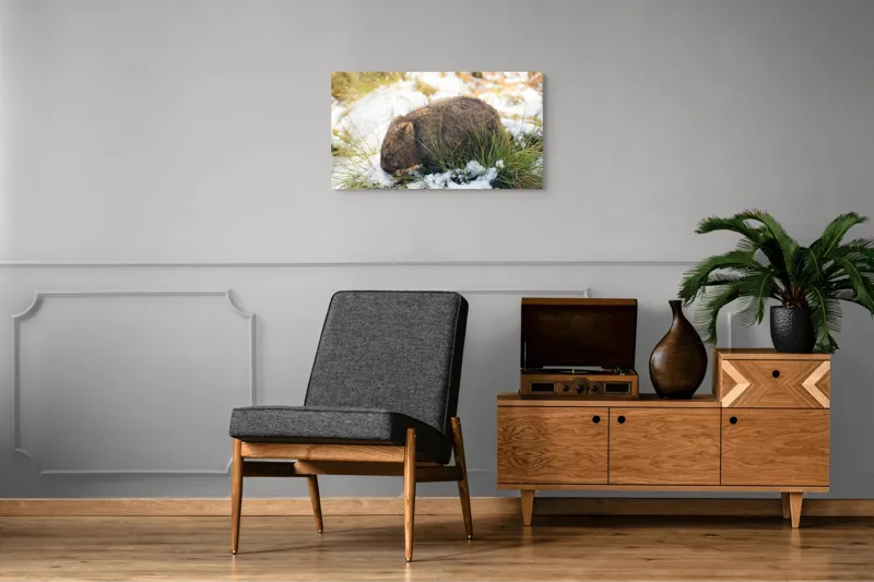 Tablou Canvas, "Wombat explorând zăpada și iarba", 90 x 50 cm – poza 6