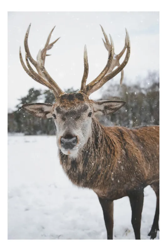 Tablou Canvas, "Regele pădurii în zăpadă liniștită", Majestic, Proud, Serene, Stately, Winter, Snow, Antlers, Graceful, 50 x 70 cm
