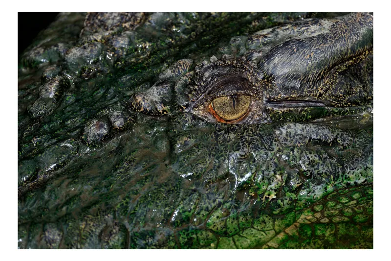 Tablou Canvas, "Privirea ageră a crocodilului", Solzi, Ochi, Verde, Textură, Reptilă, 39 x 26 cm