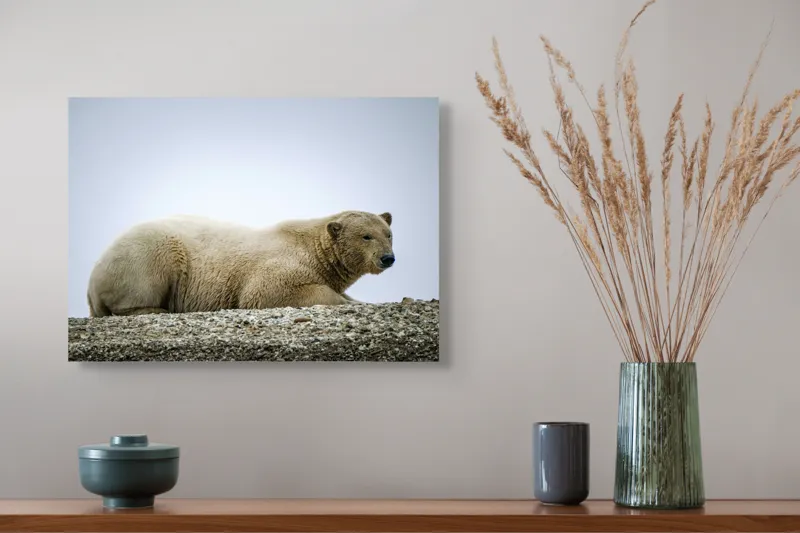 Tablou Canvas, "Urs polar odihnindu-se pe ghețar", 54 x 39 cm – poza 4
