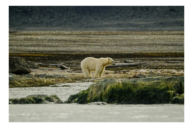 Tablou Canvas, "Urs polar în peisaj arctic solitar", Ghiețar, Urs, Solitar, Tăcere, Natură, Frig, Linie, Norvegia, Peisaj, Nordic, 70 x 50 cm