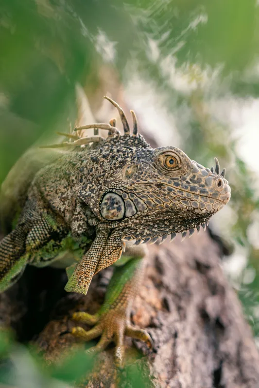 Tablou Canvas, "Iguana printre frunze și crengi", Verde, Reptilă, Trunchi, Textură, Frunziș, Detalii, Natură, Primate, Culoare, Explorare, 100 x 150 cm – poza 2
