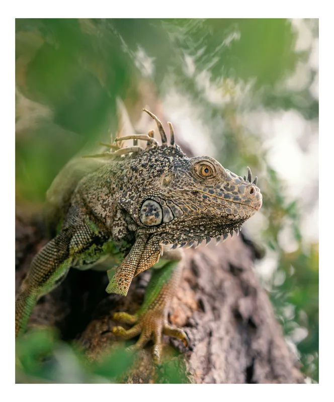 Tablou Canvas, "Iguana printre frunze și crengi", Verde, Reptilă, Trunchi, Textură, Frunziș, Detalii, Natură, Primate, Culoare, Explorare, 50 x 90 cm