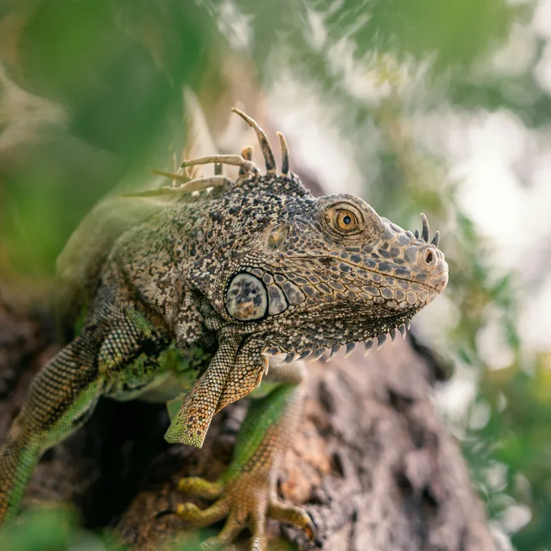 Tablou Canvas, "Iguana printre frunze și crengi", Verde, Reptilă, Trunchi, Textură, Frunziș, Detalii, Natură, Primate, Culoare, Explorare, 50 x 50 cm – poza 2