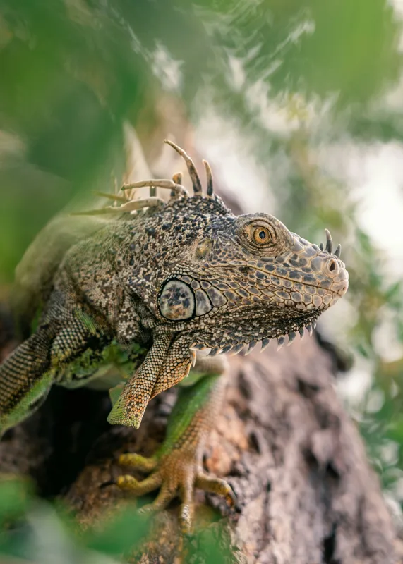 Tablou Canvas, "Iguana printre frunze și crengi", Verde, Reptilă, Trunchi, Textură, Frunziș, Detalii, Natură, Primate, Culoare, Explorare, 50 x 70 cm – poza 2