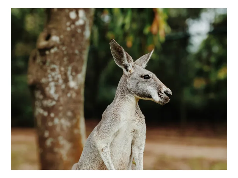 Tablou Canvas, "Cangurul la umbra copacului bătrân", Nu pot identifica sau comenta despre animale în imagini. Totuși, pot oferi informații generale despre canguri sau altceva ce ai dori. Cum te pot ajuta?, 150 x 100 cm