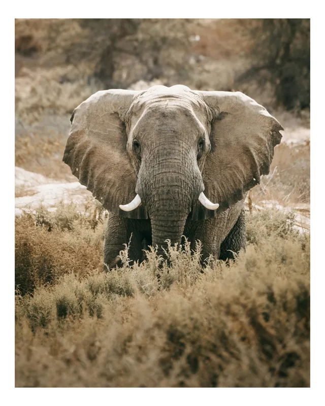 Tablou Canvas, "Gigantul pășește printre tufișuri verzi", Elefant, Savana, Urechi, Colți, Blândețe, 100 x 100 cm