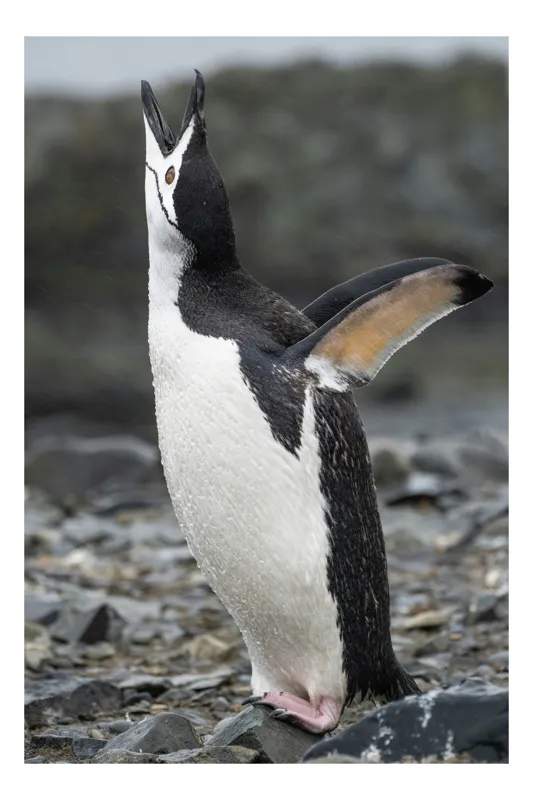 Tablou Canvas, "Pinguinul pe țărmul stâncos cântând", Penguin, Rocks, Ocean, Wet, Standing, Flippers, Beak, Singing, 100 x 150 cm