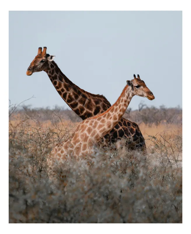 Tablou Canvas, "Girafe grațioase în savană africană", Giraffe, Savannah, Nature, Wildlife, Majestic, Tall, Graceful, African, Landscape, Safari, 70 x 100 cm