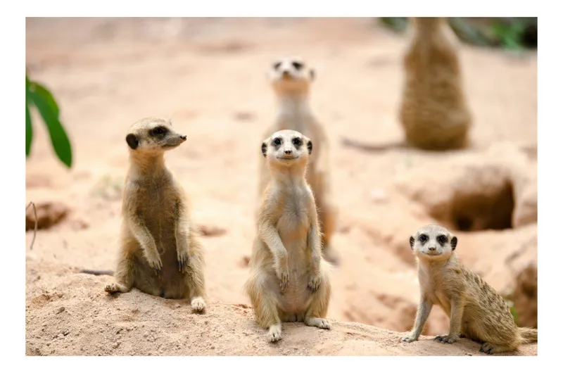 Tablou Canvas, "Familia suricatelor la soare", Suricate, Nisip, Curiozitate, Grup, Natura, Observare, Vegetatie, Priveghetori, 50 x 50 cm