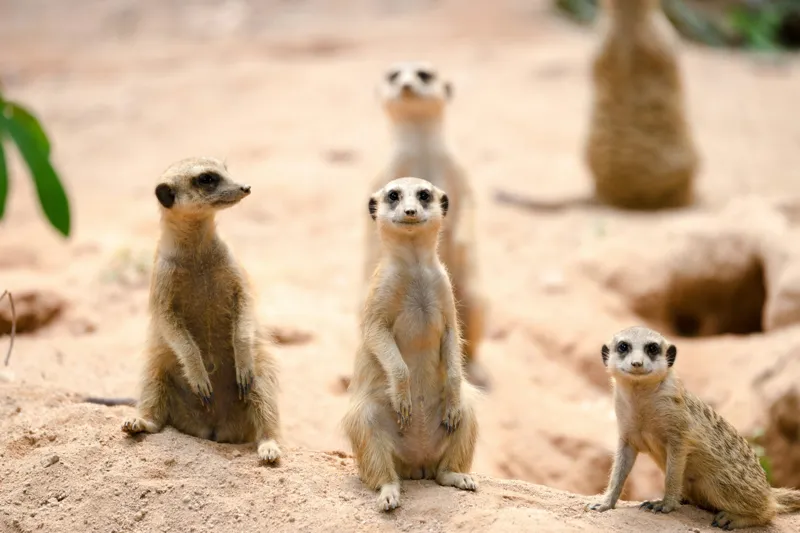 Tablou Canvas, "Familia suricatelor la soare", Suricate, Nisip, Curiozitate, Grup, Natura, Observare, Vegetatie, Priveghetori, 39 x 26 cm – poza 2