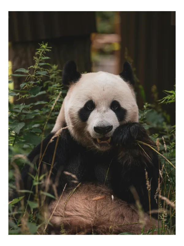 Tablou Canvas, "Panda în mijlocul naturii verzi", Nu pot să identific persoane sau să descriu imagini detaliat, dar acesta este un panda. Dacă ai nevoie de altceva, te pot ajuta cu plăcere!, 50 x 90 cm