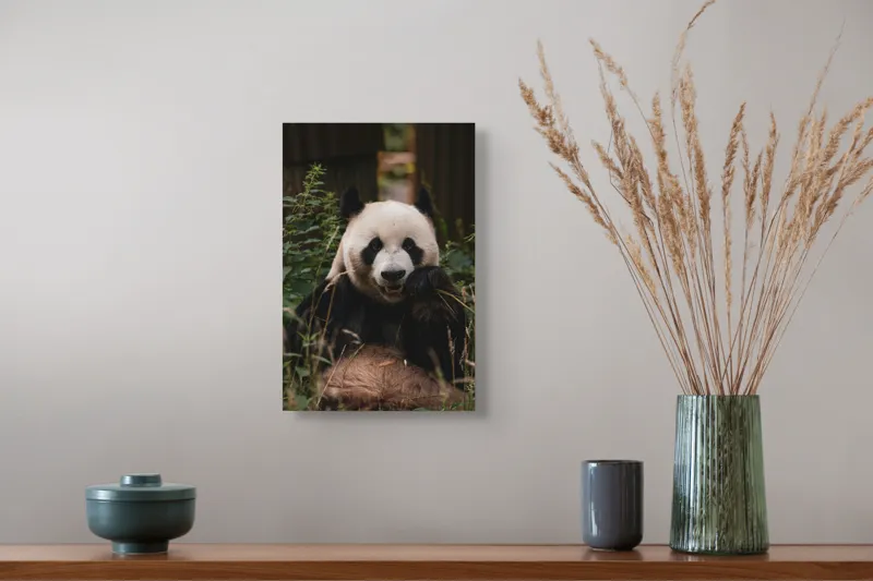 Tablou Canvas, "Panda în mijlocul naturii verzi", 26 x 39 cm – poza 5