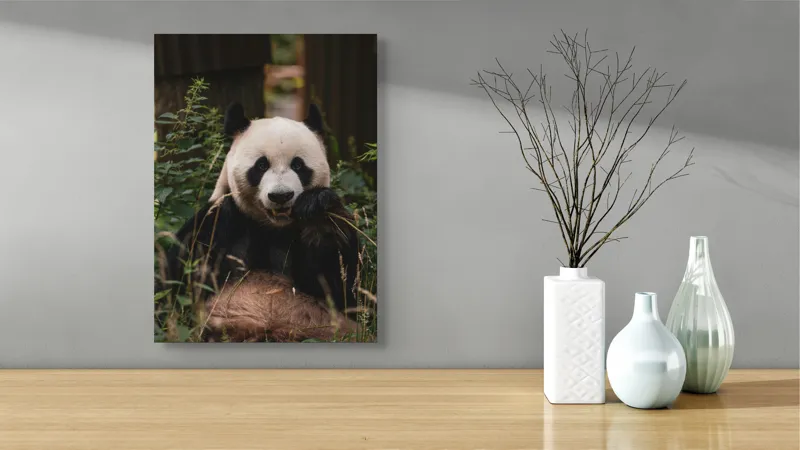 Tablou Canvas, "Panda în mijlocul naturii verzi", 39 x 54 cm – poza 4