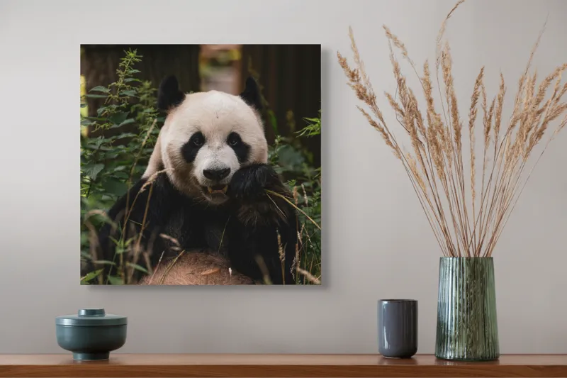 Tablou Canvas, "Panda în mijlocul naturii verzi", 50 x 50 cm – poza 4