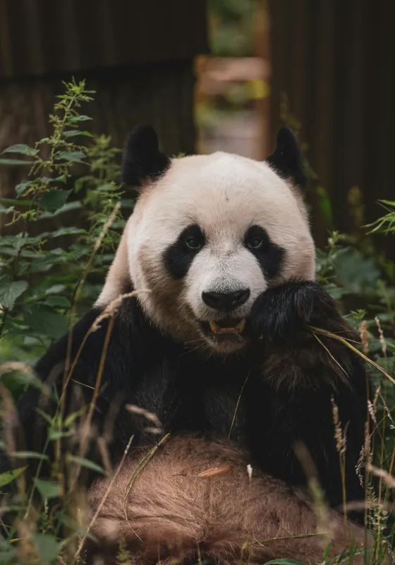 Tablou Canvas, "Panda în mijlocul naturii verzi", 70 x 100 cm – poza 2
