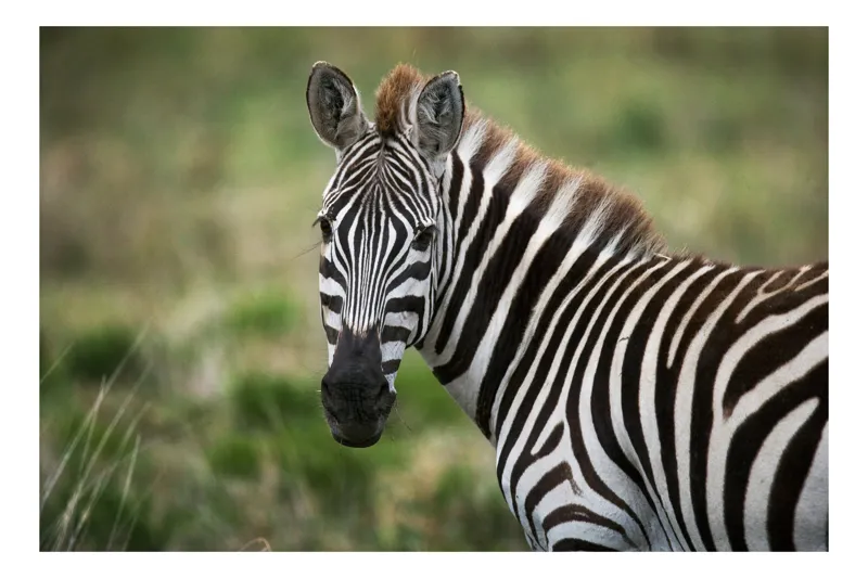 Tablou Canvas, "Zebra curioasă în savana africană", Zebră, Dungată, Serengeti, Natură, Sălbăticie, 100 x 70 cm