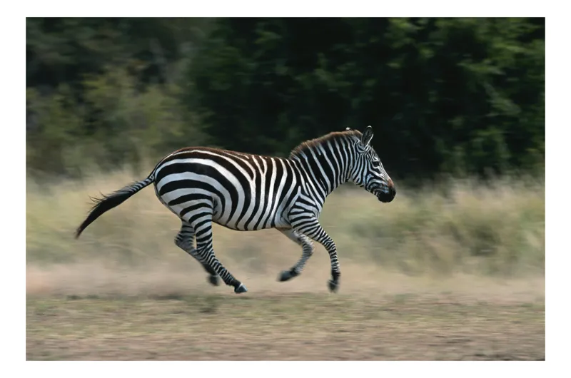 Tablou Canvas, "Zebra alergând pe câmp deschis", Zebră, Alergare, Viteză, Natură, Savana, Dungi, Libertate, Energie, 90 x 50 cm