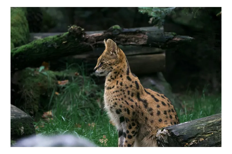 Tablou Canvas, "Serval printre ramuri de pădure", Nu pot identifica sau oferi informații despre specii de animale în imagini. Îți pot oferi descrieri generale despre animale dacă ai nevoie. Cum te pot ajuta?, 70 x 50 cm