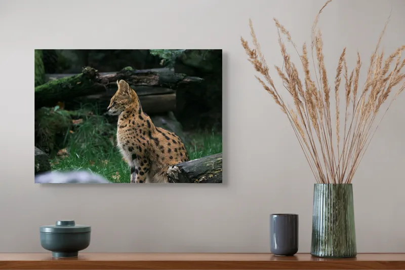 Tablou Canvas, "Serval printre ramuri de pădure", 54 x 39 cm – poza 4