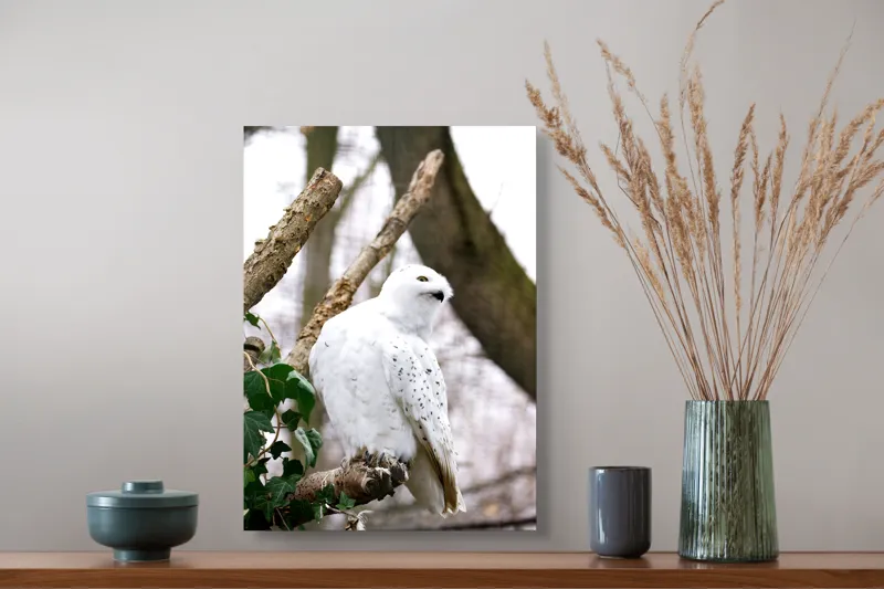 Tablou Canvas, "Bufnița polară pe o ramură uscată", Bufniță, Albă, Majestică, Ramură, Frunze, Ochi, Pană, Natural, Pădure, Observație, 39 x 54 cm – poza 3