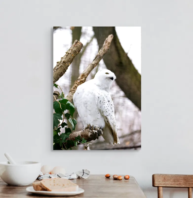Tablou Canvas, "Bufnița polară pe o ramură uscată", Bufniță, Albă, Majestică, Ramură, Frunze, Ochi, Pană, Natural, Pădure, Observație, 50 x 70 cm – poza 3