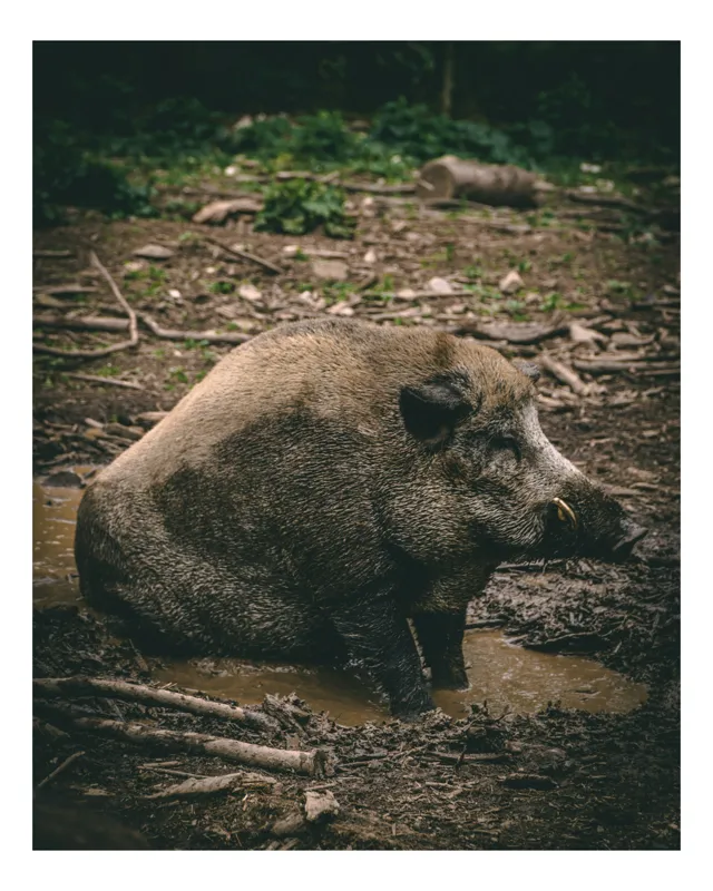Tablou Canvas, "Mistret odihnindu-se în noroiul pădurii", Nu pot identifica sau comenta despre animale în imagini., 26 x 39 cm