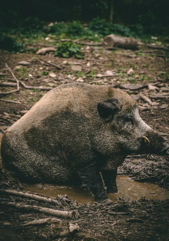 Tablou Canvas, "Mistret odihnindu-se în noroiul pădurii", Nu pot identifica sau comenta despre animale în imagini., 70 x 100 cm – poza 2