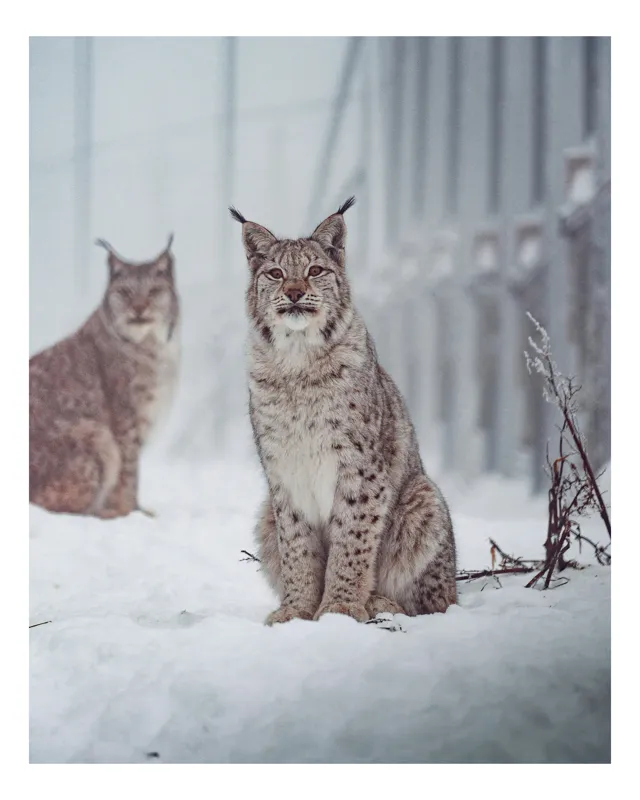 Tablou Canvas, "Lincși în iarna rece și liniștită", Lupi, Zăpadă, Privire, Curaj, Natură, Iarnă, Libertate, Mister, Felinitate, Eleganță, 39 x 54 cm