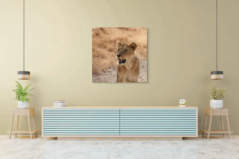 Tablou Canvas, "Leoaica în savana africană pășind agale", 100 x 100 cm – poza 5
