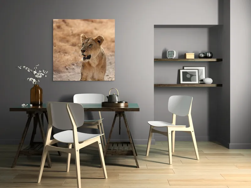 Tablou Canvas, "Leoaica în savana africană pășind agale", 100 x 100 cm – poza 6