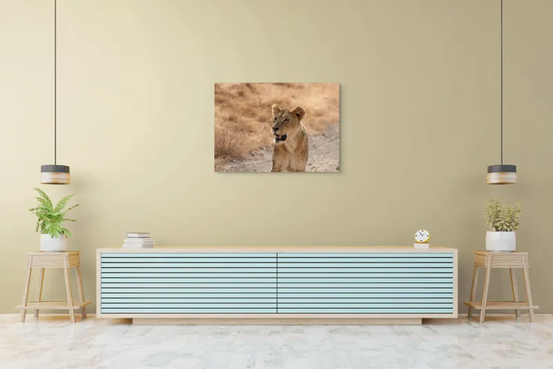 Tablou Canvas, "Leoaica în savana africană pășind agale", 100 x 70 cm – poza 4
