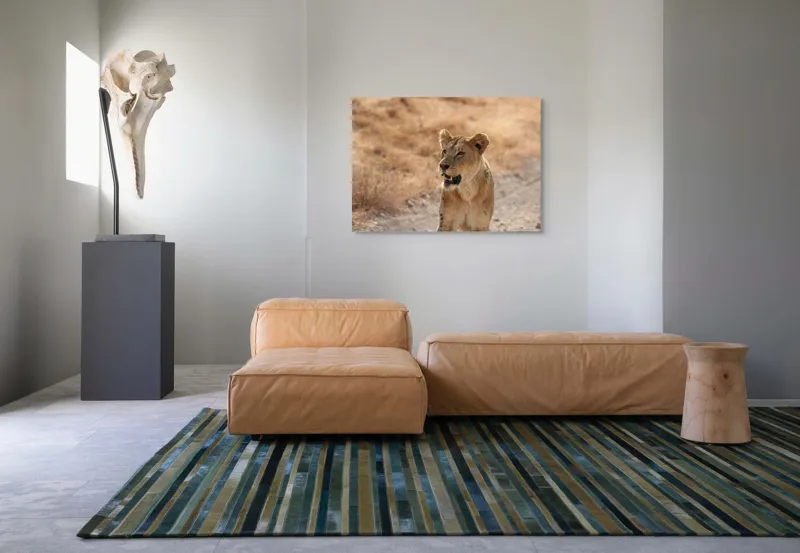 Tablou Canvas, "Leoaica în savana africană pășind agale", 100 x 70 cm – poza 7