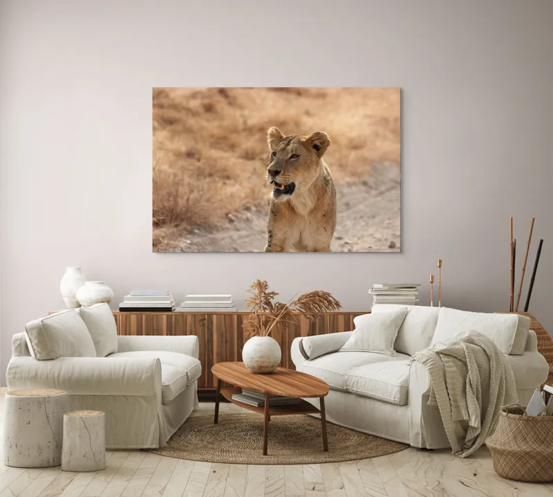 Tablou Canvas, "Leoaica în savana africană pășind agale", 150 x 100 cm – poza 3