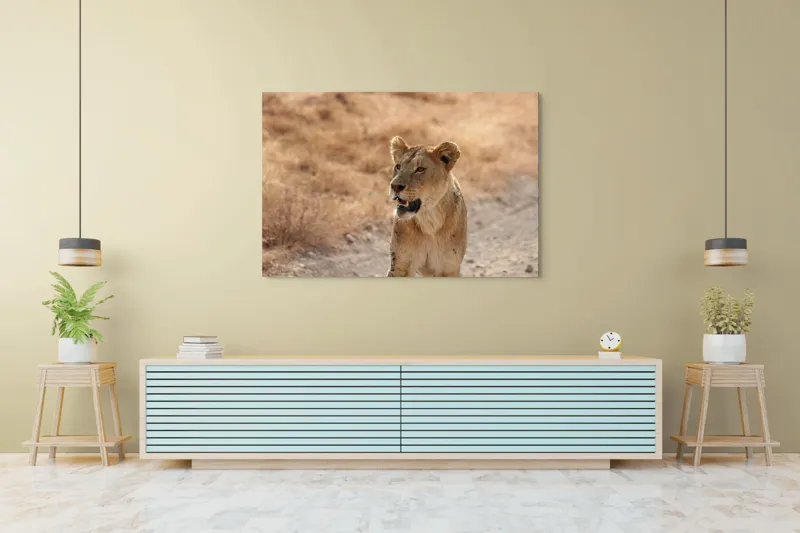 Tablou Canvas, "Leoaica în savana africană pășind agale", 150 x 100 cm – poza 6