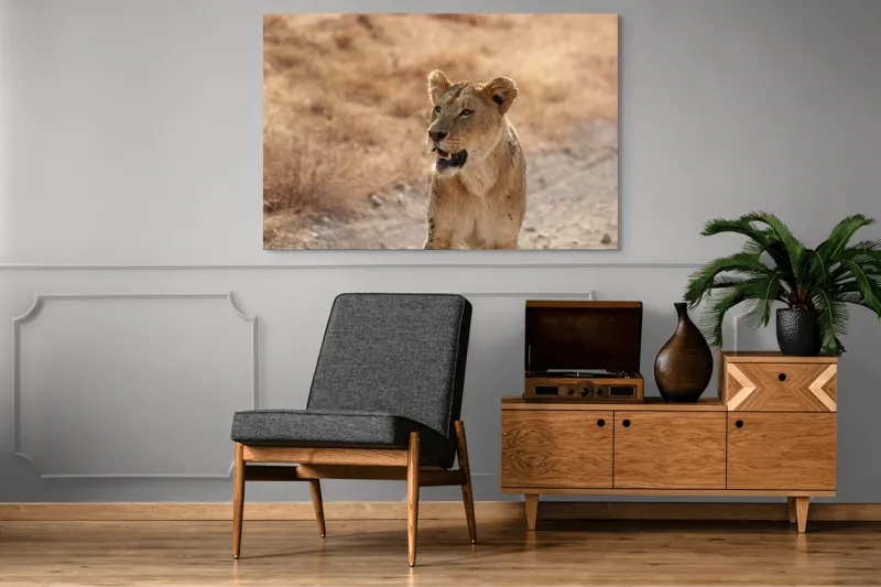Tablou Canvas, "Leoaica în savana africană pășind agale", 150 x 100 cm – poza 8
