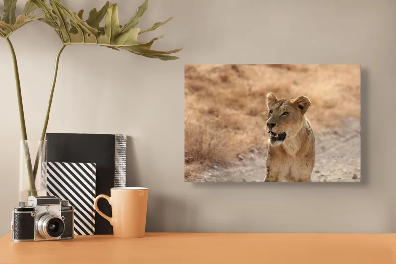 Tablou Canvas, "Leoaica în savana africană pășind agale", 39 x 26 cm – poza 3
