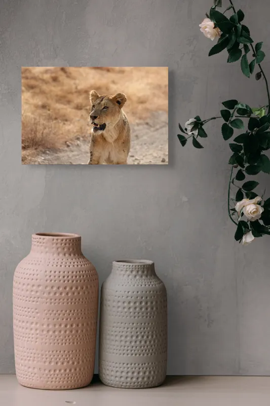 Tablou Canvas, "Leoaica în savana africană pășind agale", 39 x 26 cm – poza 4