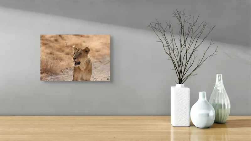 Tablou Canvas, "Leoaica în savana africană pășind agale", 39 x 26 cm – poza 8