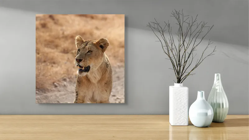 Tablou Canvas, "Leoaica în savana africană pășind agale", 50 x 50 cm – poza 3