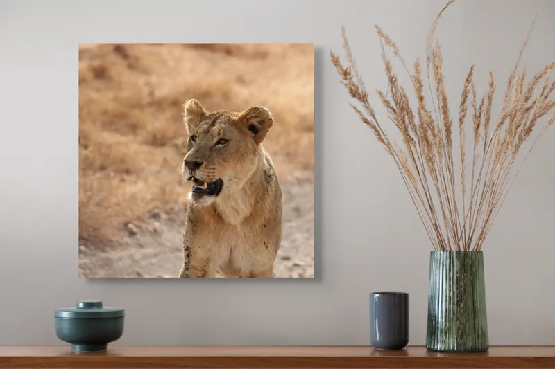Tablou Canvas, "Leoaica în savana africană pășind agale", 50 x 50 cm – poza 4