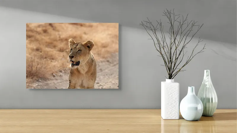 Tablou Canvas, "Leoaica în savana africană pășind agale", 54 x 39 cm – poza 3